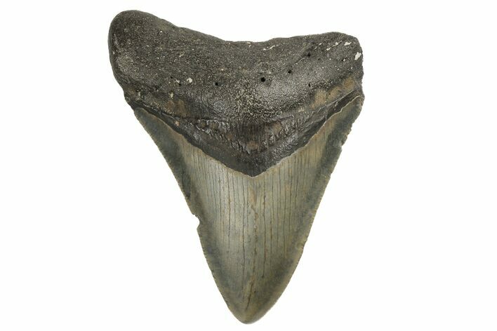 Fossil Megalodon Tooth - North Carolina #190786